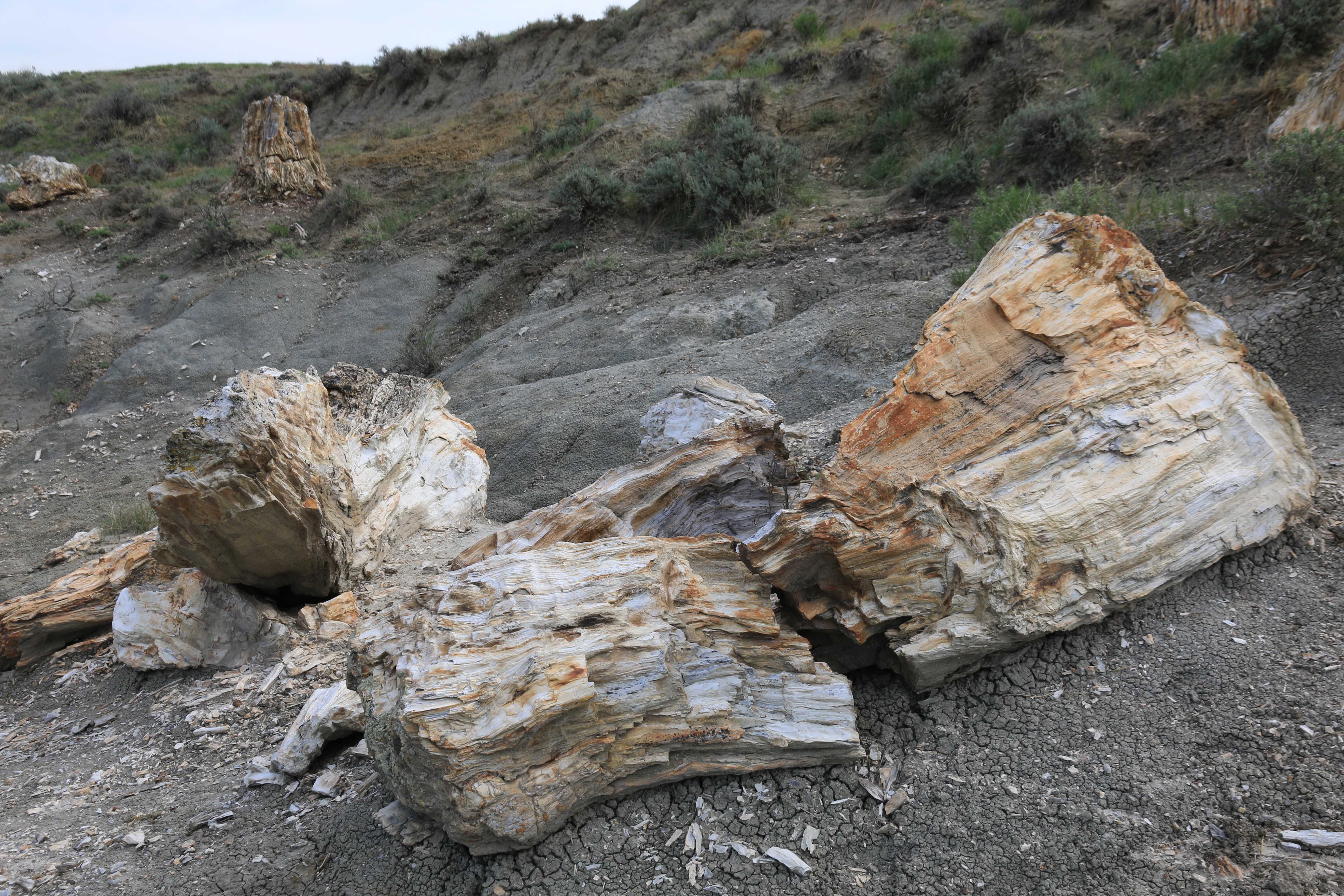 Theodore Roosevelt NP